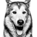 Loki The Wolfdog